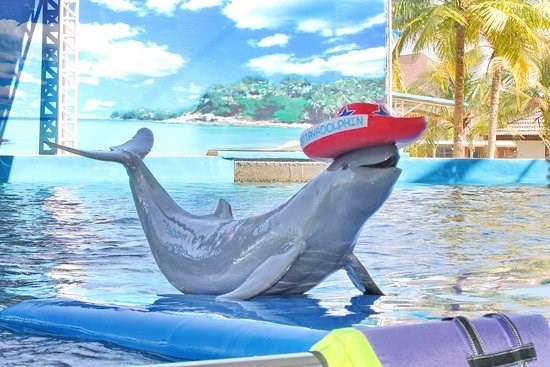 Showing - Dolphin Show